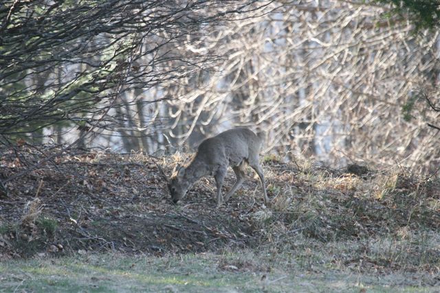 Il Capriolo